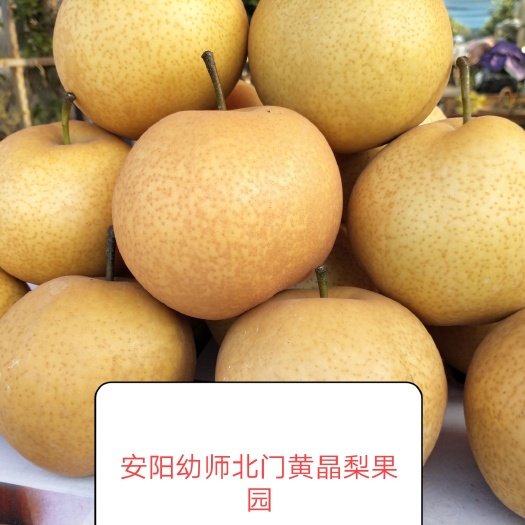 汤阴县黄晶梨