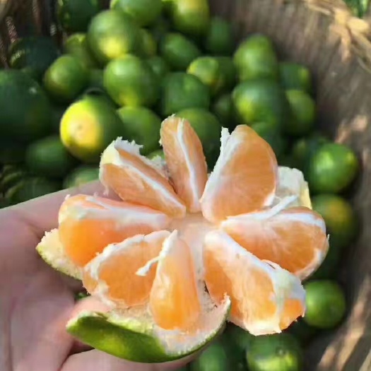 临澧县柑桔 湖南石门蜜橘皮薄多汁 无籽当季水果10斤包邮