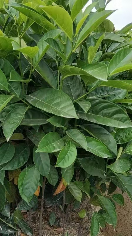 普宁市实生树菠萝蜜苗实生苗