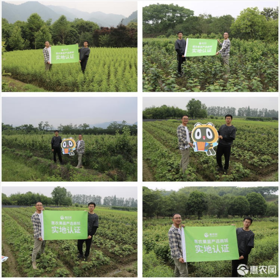锦绣黄桃苗 上海奉贤黄桃树苗 中熟品种 鲜食口感好