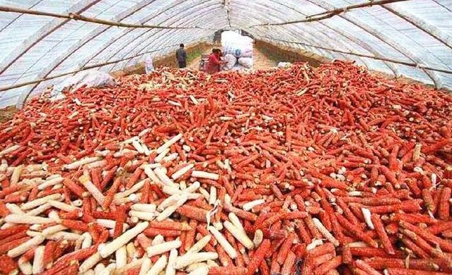 农安县玉米芯，玉米芯颗粒，玉米秸秆。