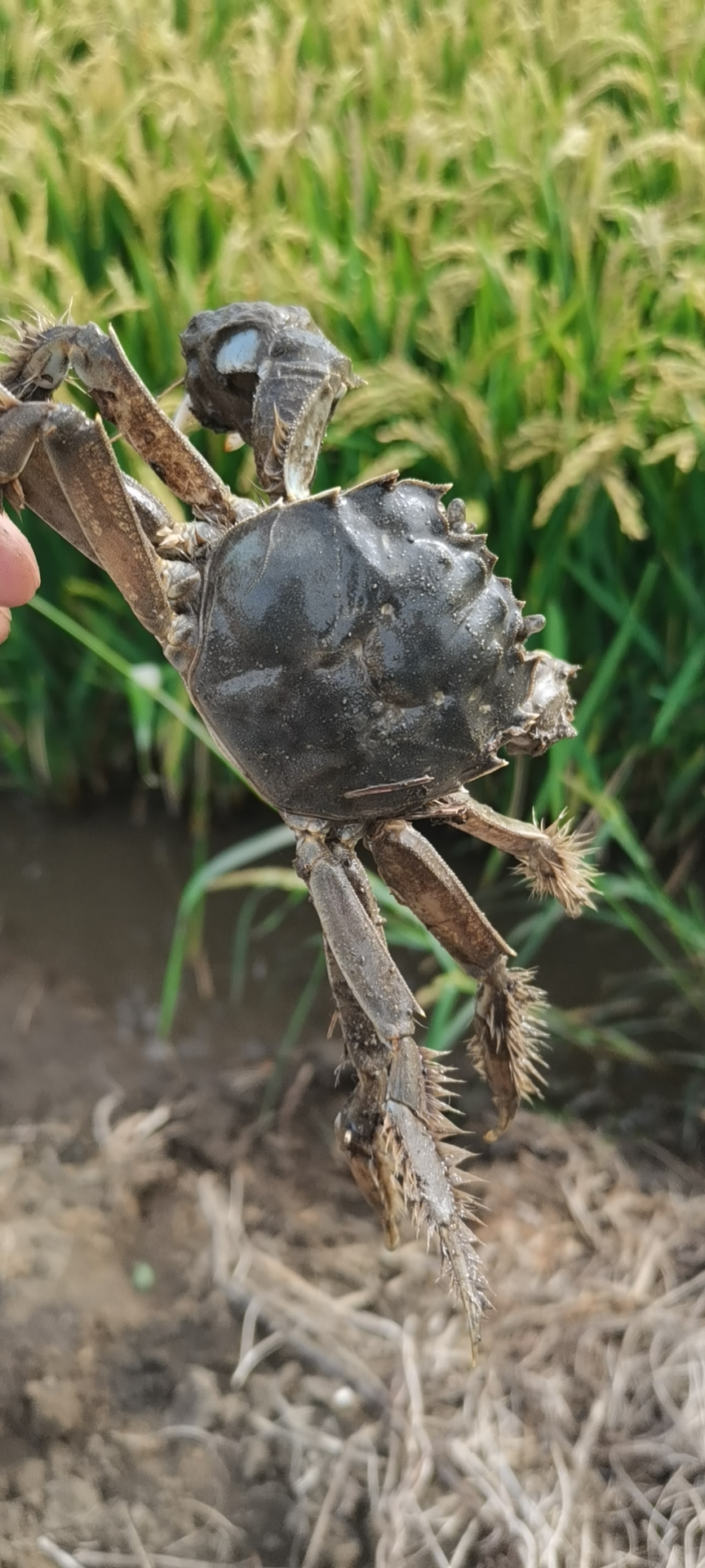 盘锦稻田蟹，水库蟹！