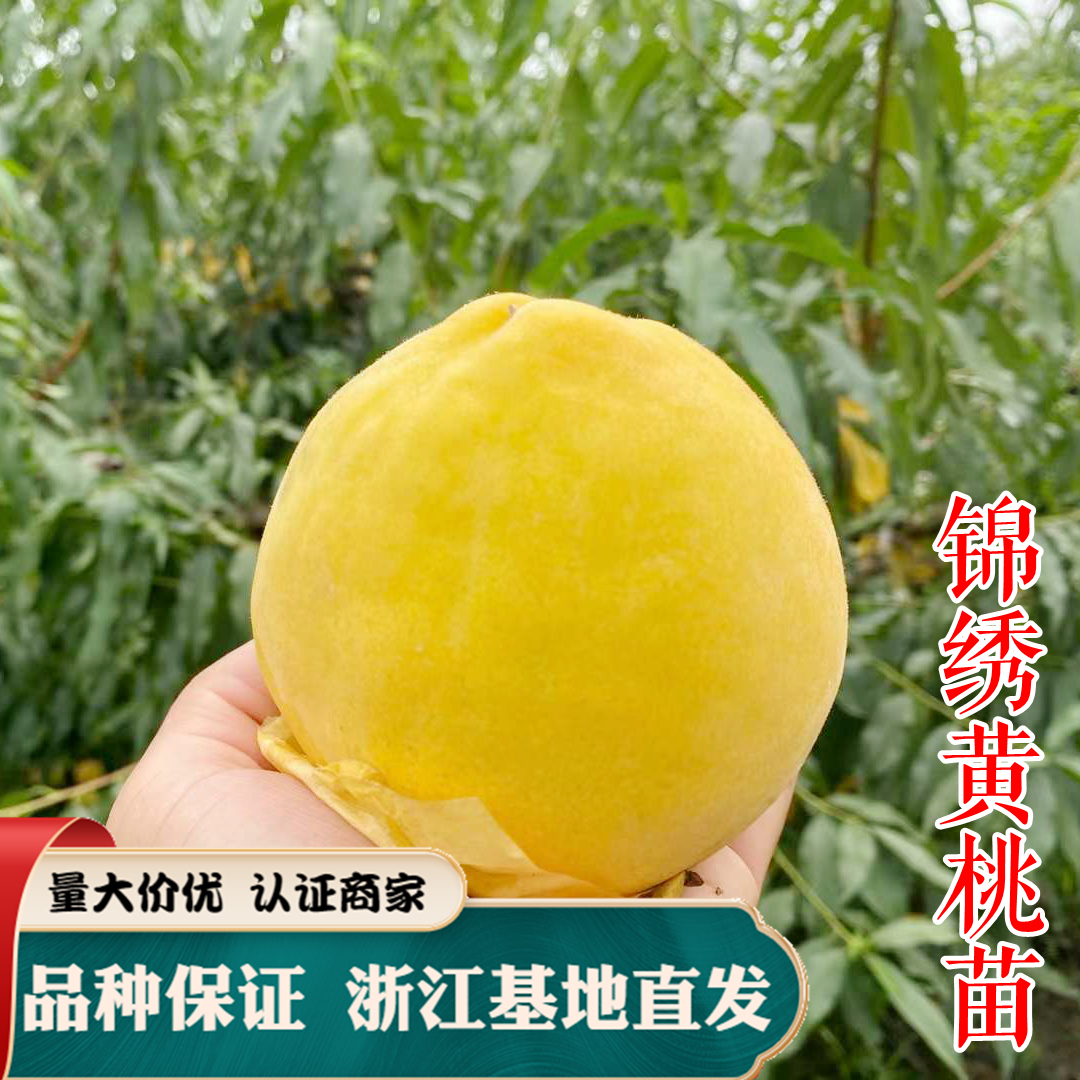 锦绣黄桃苗 上海奉贤黄桃树苗 中熟品种 鲜食口感好