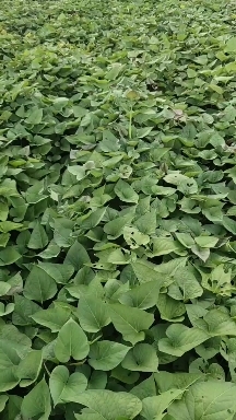 全州县一点红红薯苗
