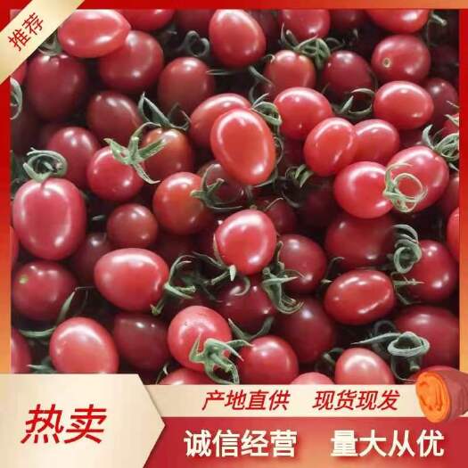 莘县千禧圣女果山东千禧6号小番茄一件代发小番茄对接商超连锁电商