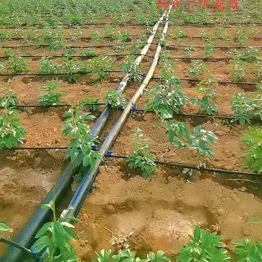鄄城县滴灌带  节水灌溉厂家 中药材滴灌 喷灌 水肥一体化灌溉 优选原料生产