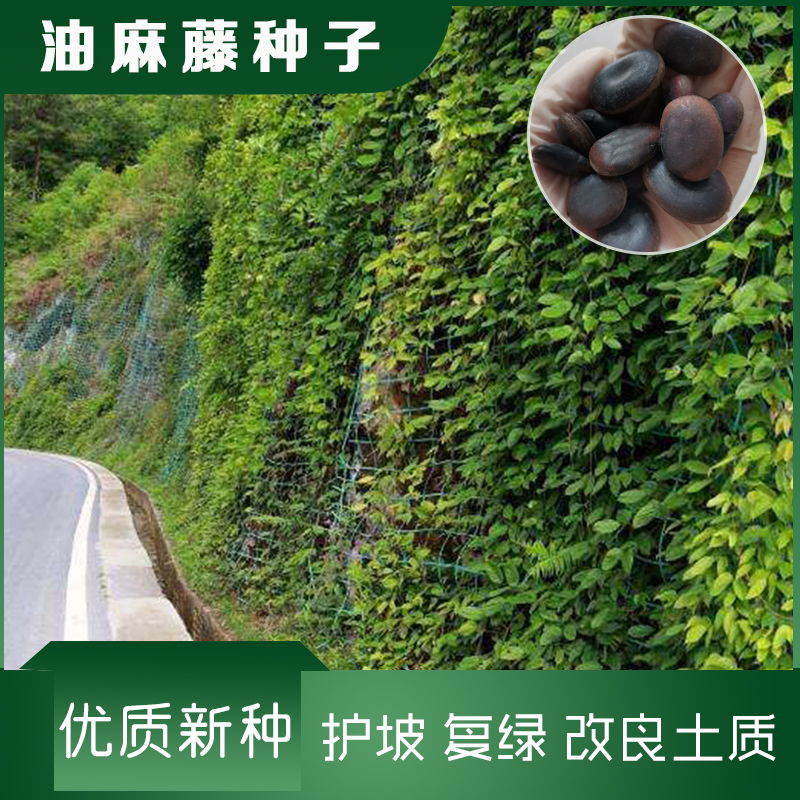 沭阳县油麻藤种子包邮山体护坡复绿爬藤植物改良土壤