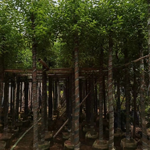 普宁市香樟-低价大批量供应5-6-7-8分香樟树，产地直销