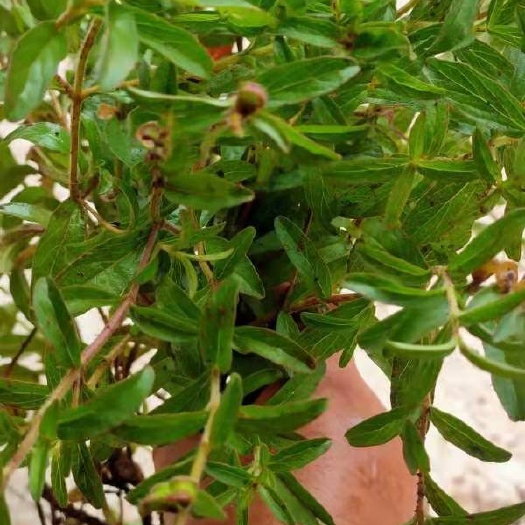 黄心芹 黄芹