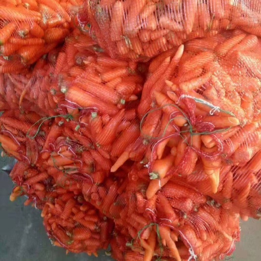 次品胡萝卜，养殖用胡萝卜，加工厂用，虫，猪，长年供应便宜蔬菜