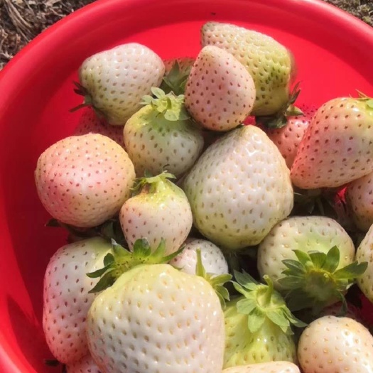泰安桃熏草莓苗  桃熏白草莓苗批发价格 淡雪草莓苗繁育基地