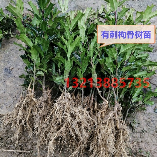 潢川县小叶枸骨 有刺枸骨树苗元宝刺老虎刺八角刺树苗辟邪枸骨猫儿刺鸟