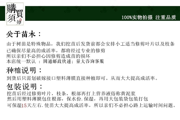 锦绣黄桃苗 上海奉贤黄桃树苗 中熟品种 鲜食口感好