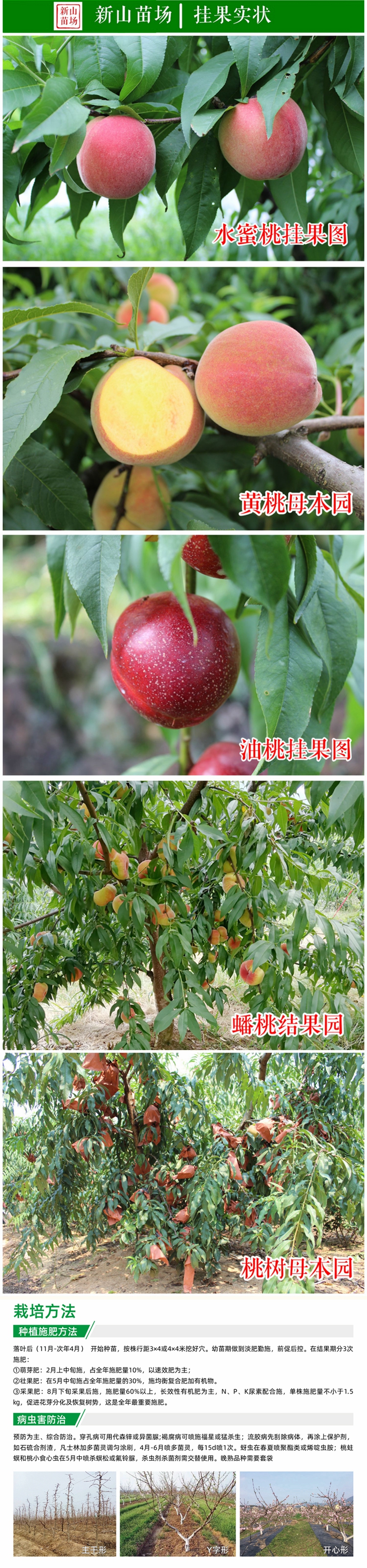 锦绣黄桃苗 上海奉贤黄桃树苗 中熟品种 鲜食口感好
