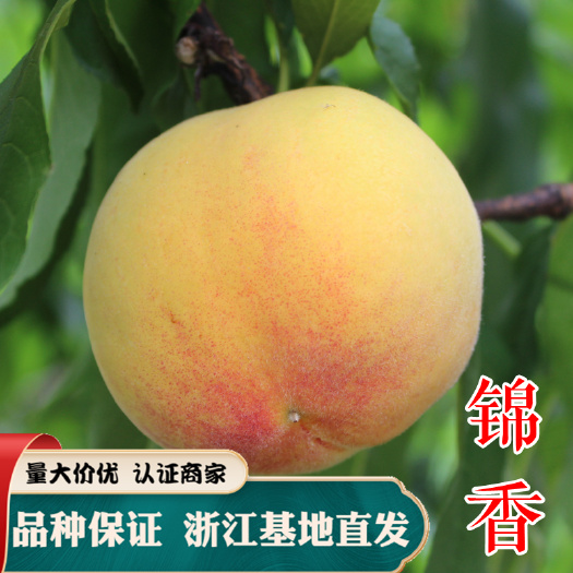 嵊州市锦香黄桃苗锦绣黄桃苗 早熟黄桃树浙江基地发货 品种保证