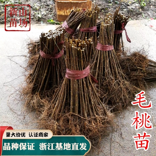 嵊州市毛桃苗 实生桃苗 野桃苗 根系好 成活率高 嫁接砧木