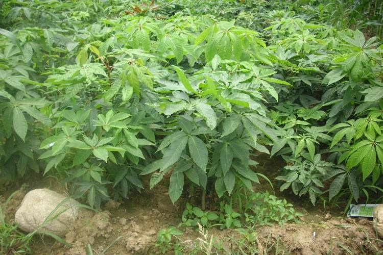 北川县七叶树苗七叶树小苗工程绿化苗木行道园林苗木七叶树