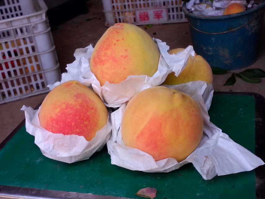 锦绣黄桃苗 上海奉贤黄桃树苗 中熟品种 鲜食口感好