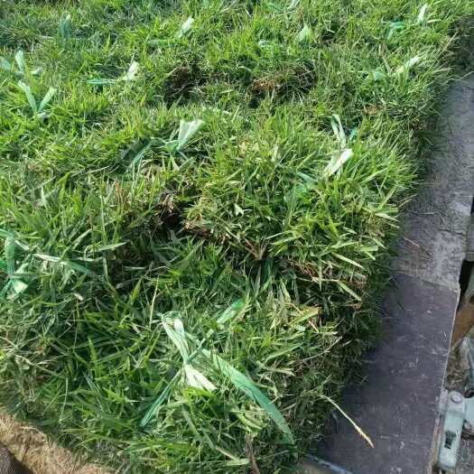 博罗县 大叶油草，草，兰引三号，质量非常好，泥土好，好生长。