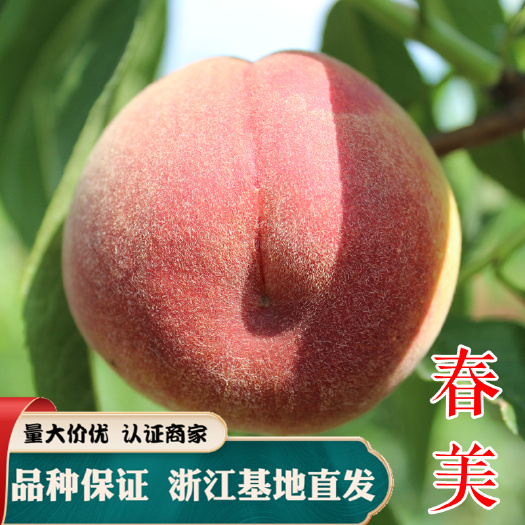 嵊州市春美桃苗 突围桃子苗 早甜桃树 嫁接苗 特大早熟