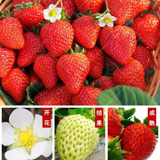 泰安隋珠草莓苗育苗基地 早熟隋珠草莓苗批发价格