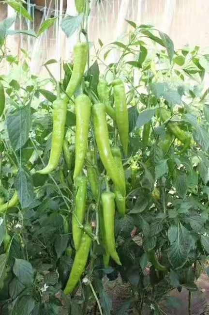 寿光市越冬尖椒苗 黄绿皮羊角椒苗 大果长尖椒苗 品种 耐寒