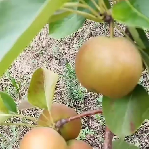 南果梨，产地现货，大量供应