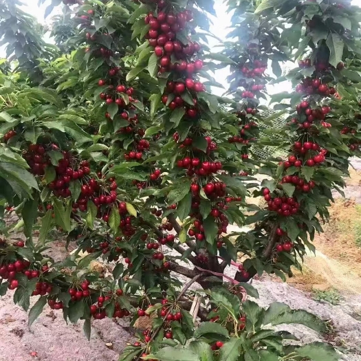 泰安吉塞拉矮化美早大樱桃苗 矮化樱桃树基地