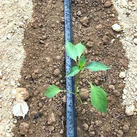 鄄城县厂家供应蔬菜大棚滴灌带 16迷宫滴灌带 价格优惠 免费样品