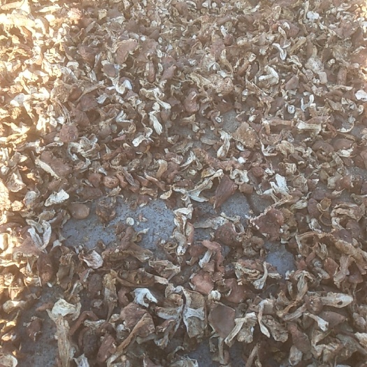 敖汉旗蘑菇 散装 1年以上 