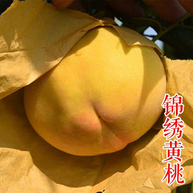 锦绣黄桃苗 上海奉贤黄桃树苗 中熟品种 鲜食口感好
