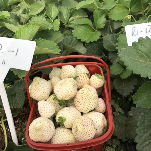 泰安京郊小白草莓苗 脱毒小白草莓苗 白雪公主草莓苗批发 诚信经营