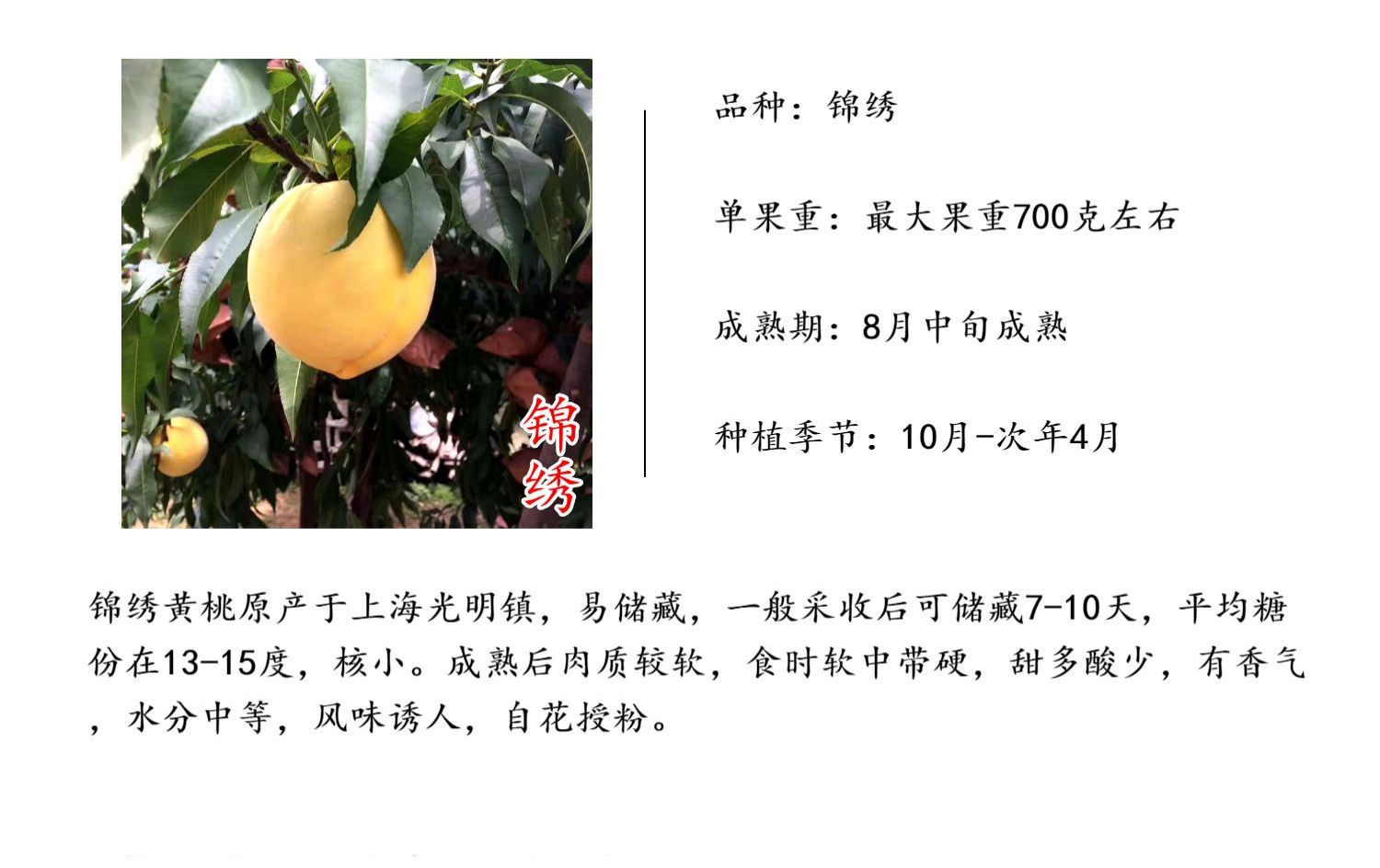 锦绣黄桃苗 上海奉贤黄桃树苗 中熟品种 鲜食口感好