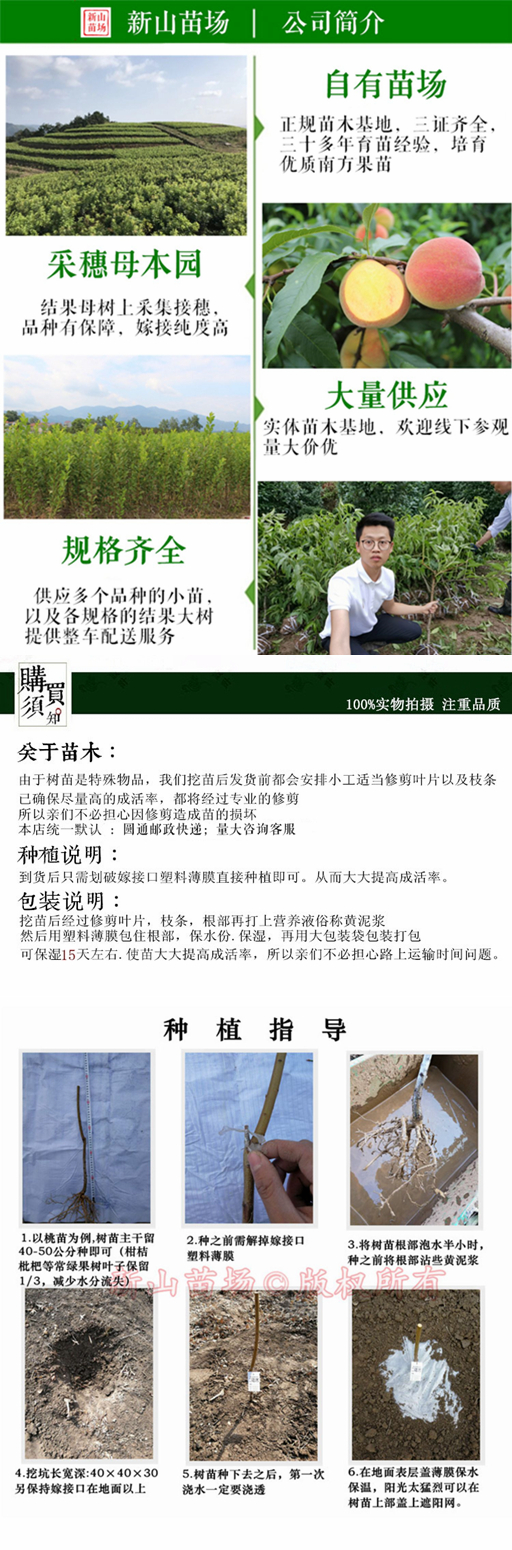锦绣黄桃苗 上海奉贤黄桃树苗 中熟品种 鲜食口感好