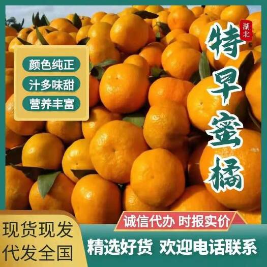 丹江口市湖北蜜桔，柑橘，皮薄多汁，产地直发，欢迎前来咨询选购。