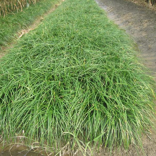 潢川县 河南麦冬草--农户基地直销