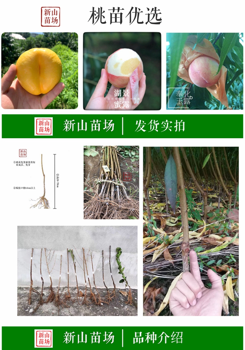 锦绣黄桃苗 上海奉贤黄桃树苗 中熟品种 鲜食口感好