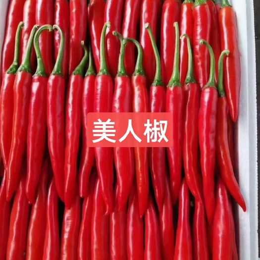 寿光市美人椒苗 红皮辣椒苗 果实长棒形 早熟美人椒苗 高产 抗病