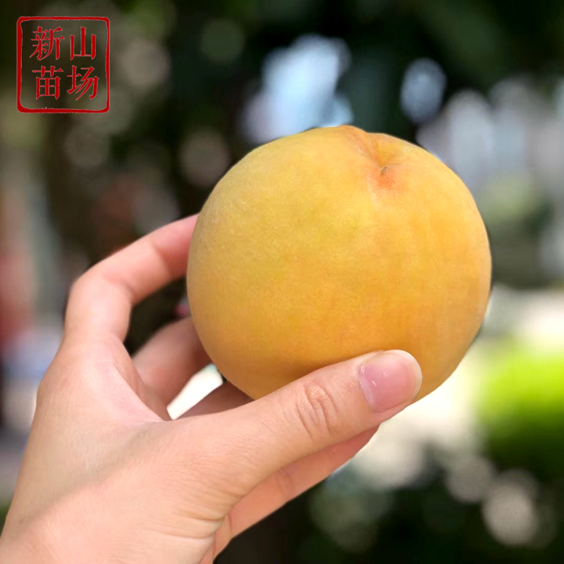 锦绣黄桃苗 上海奉贤黄桃树苗 中熟品种 鲜食口感好