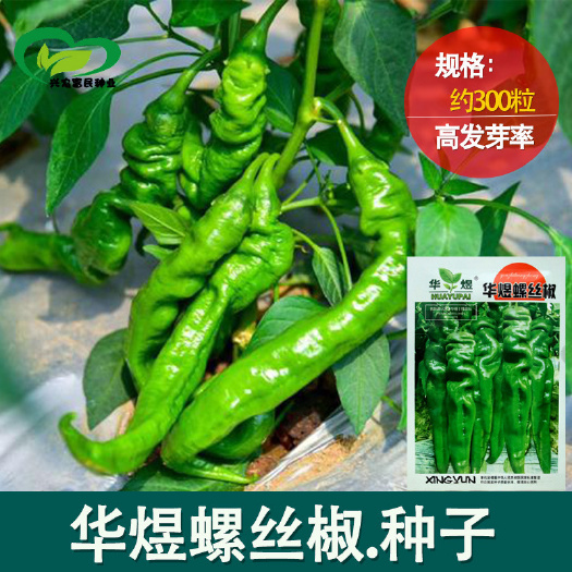 沧县螺丝椒种子  螺丝椒辣椒种子批发 农田菜园中熟皱皮辣味浓果深