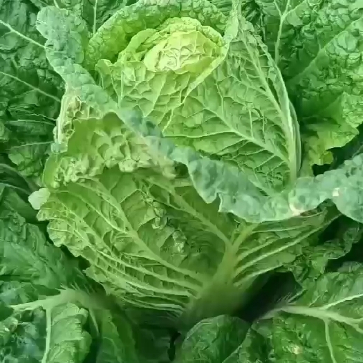 蔚县黄心大白菜