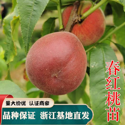 嵊州市春红桃苗春曦桃苗特早熟桃苗中桃红玉绯玉93 早湖景桃树嫁接苗