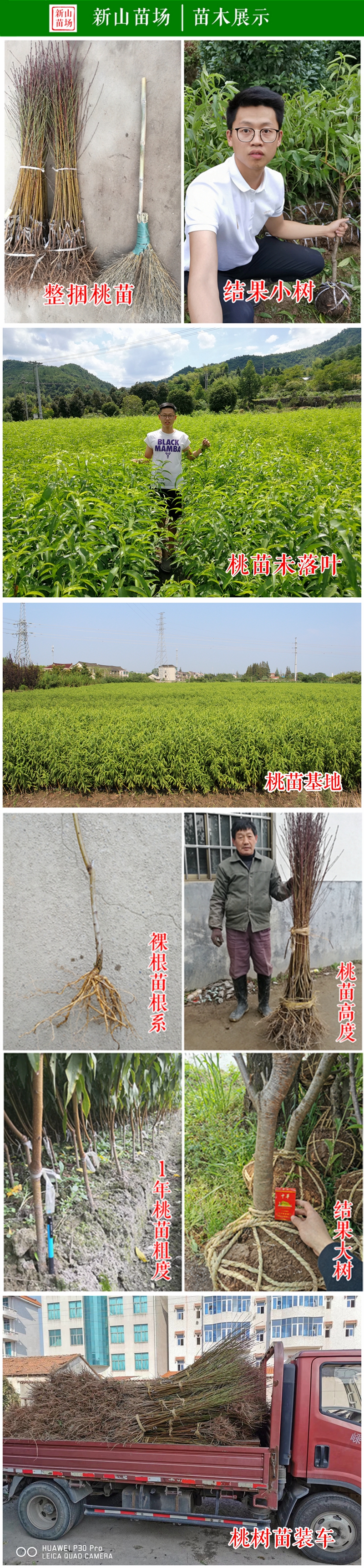 锦绣黄桃苗 上海奉贤黄桃树苗 中熟品种 鲜食口感好