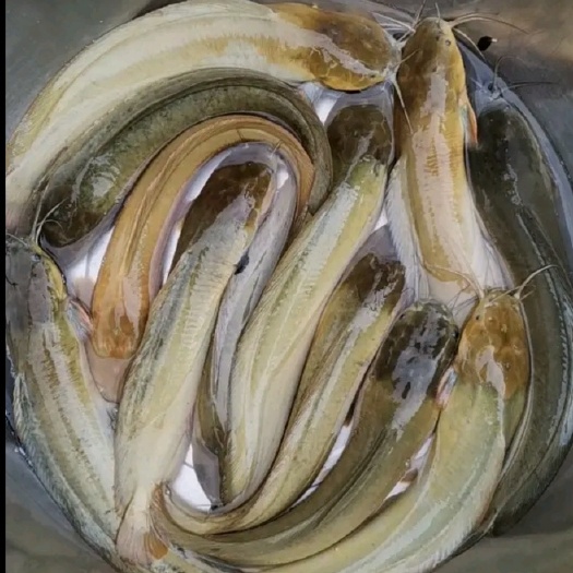 合浦县胡子鲶  塘角鱼