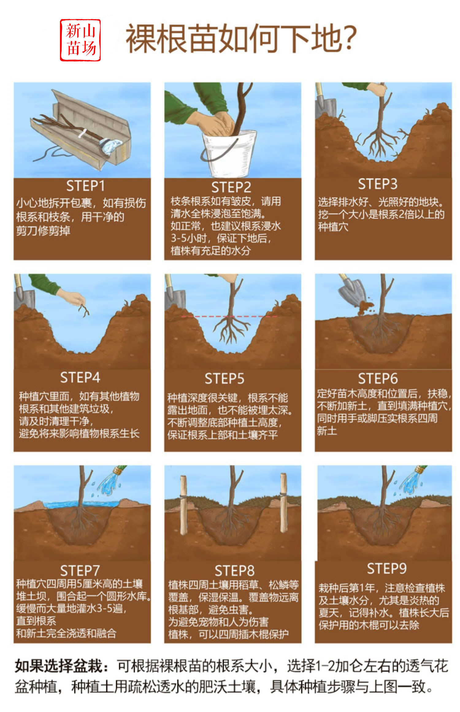 锦绣黄桃苗 上海奉贤黄桃树苗 中熟品种 鲜食口感好