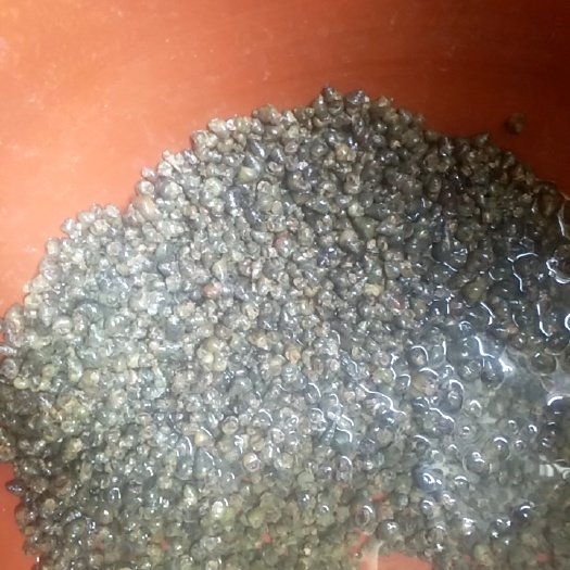 贺州 大河里的石螺肉多