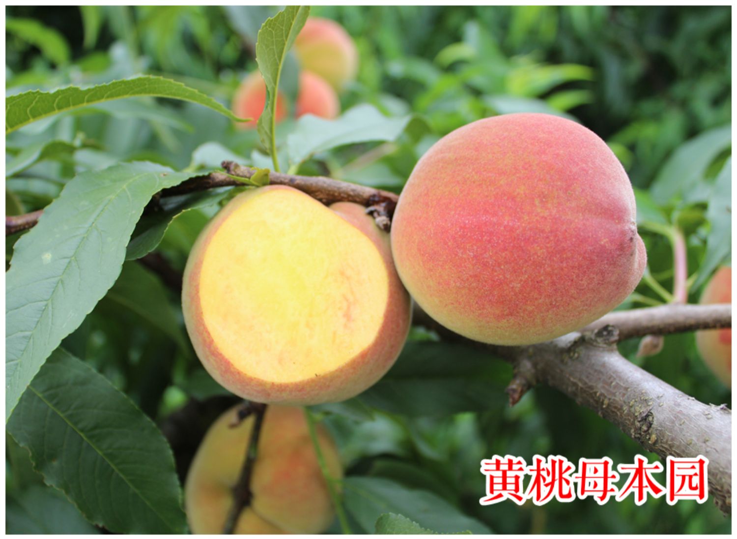 锦绣黄桃苗 上海奉贤黄桃树苗 中熟品种 鲜食口感好