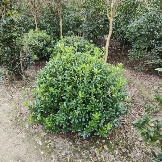 如皋市 大叶黄杨球