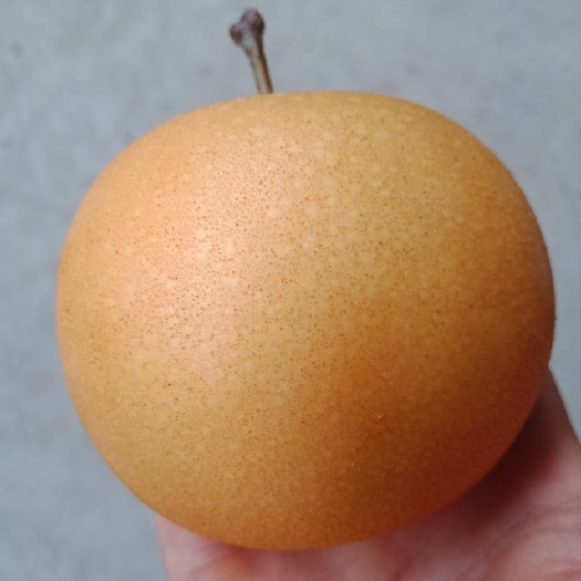 阳信县秋月梨  七两以上大量有货