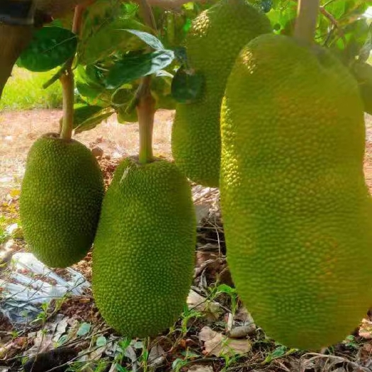 灵山县供应，泰国八号菠萝蜜苗